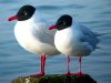 Mediterranean Gull at Westcliff Seafront (Steve Arlow) (56869 bytes)